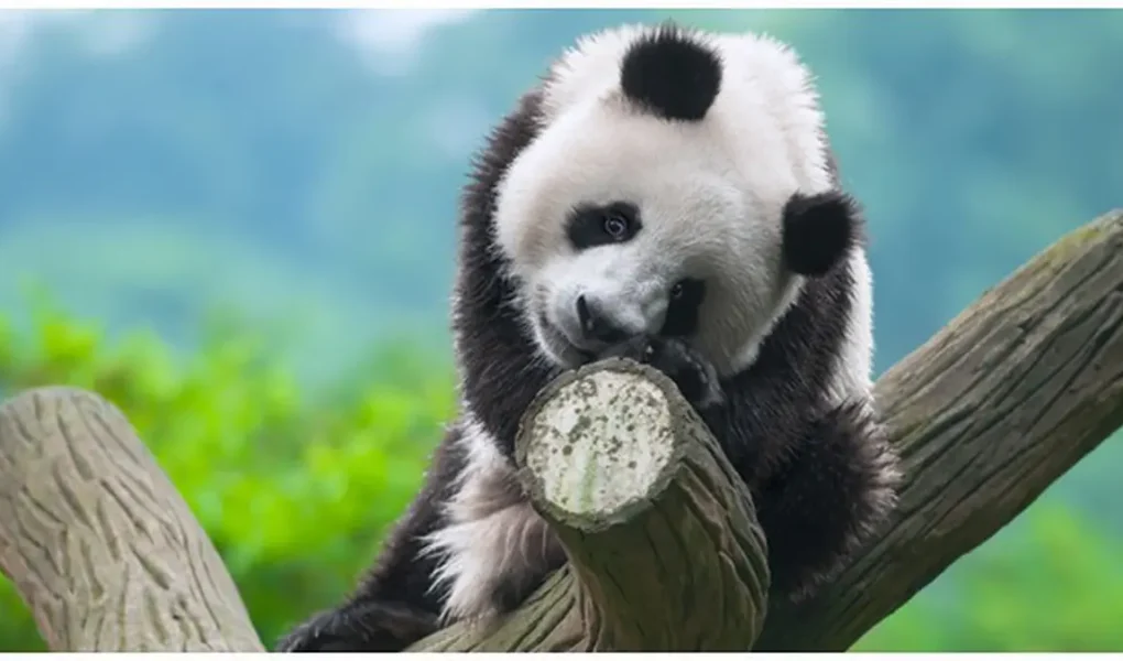 Panda Raksasa vs Panda Merah: Apa Perbedaannya?